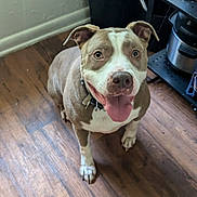 Daisy joined the competition — help win amazing prizes! dog, canine, pet, indoor, floor, wooden_floor, happy, smiling, tongue_out, brown_and_white, collar, looking_up, ears, domestic_animal, flooring, kitchen, trash_bin, house, animal, friendly