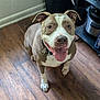 dog, canine, pet, indoor, floor, wooden_floor, happy, smiling, tongue_out, brown_and_white, collar, looking_up, ears, domestic_animal, flooring, kitchen, trash_bin, house, animal, friendly