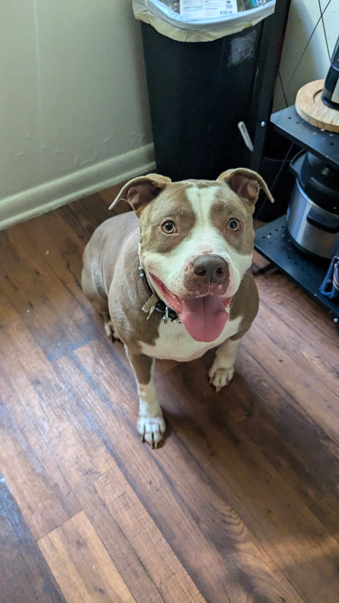 Daisy joined the competition — help win amazing prizes! dog, canine, pet, indoor, floor, wooden_floor, happy, smiling, tongue_out, brown_and_white, collar, looking_up, ears, domestic_animal, flooring, kitchen, trash_bin, house, animal, friendly