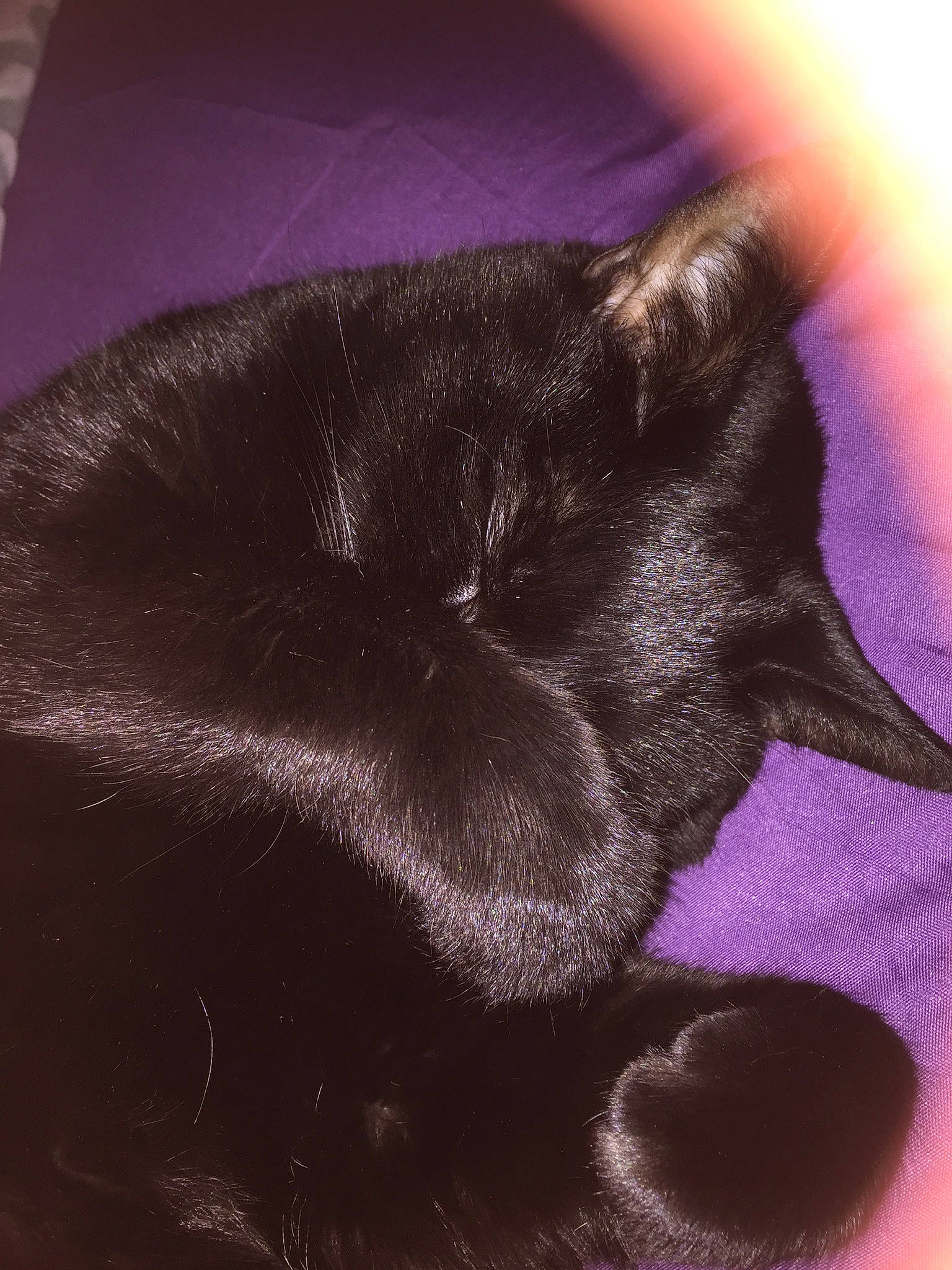 Spooky joined the competition — help win amazing prizes! black, black_cat, carnivore, cat, claw, ear, felidae, fur, hand, kitten, nose, purple, skin, sleep, small_to_medium_sized_cats, tail, whiskers