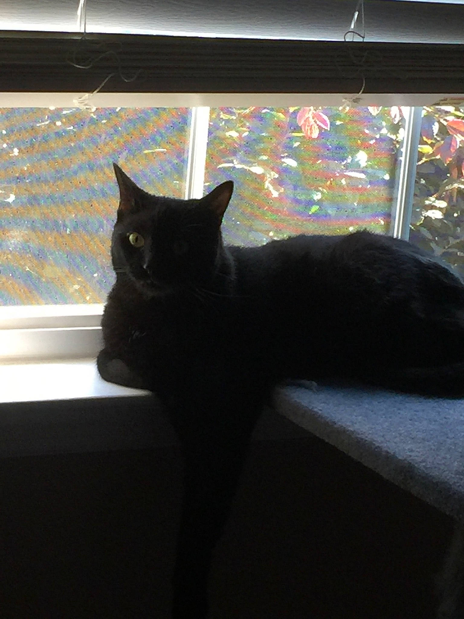 Spooky joined the competition — help win amazing prizes! asian, black, black_cat, bombay, carnivore, cat, domestic_short_haired_cat, felidae, fur, interior_design, russian_blue, sky, small_to_medium_sized_cats, tail, tree, whiskers, window