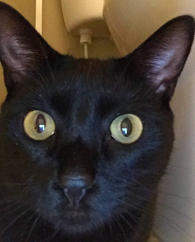 Spooky is registered to the contest to win money with this photo: asian, black, black_cat, bombay, burmese, carnivore, cat, ear, eye, felidae, havana_brown, javanese, korat, mammal, oriental_longhair, oriental_shorthair, small_to_medium_sized_cats, snout, vertebrate, whiskers