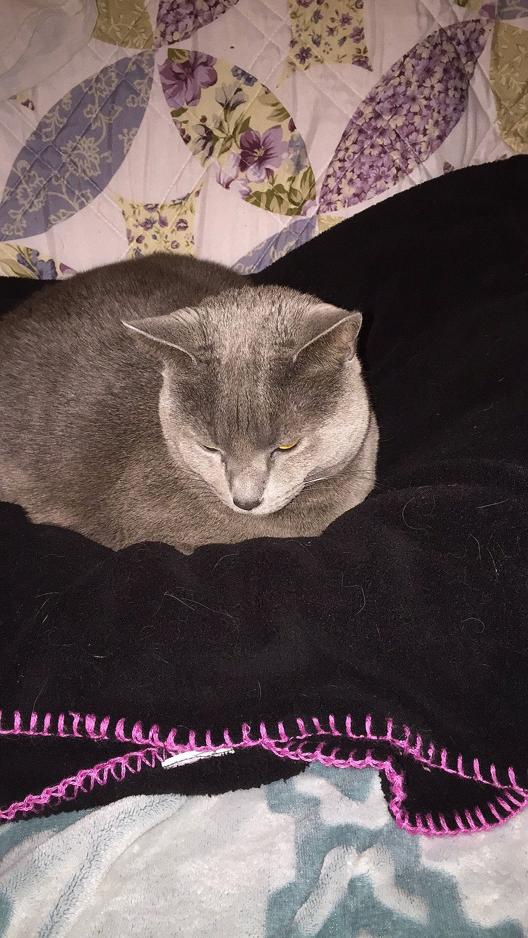 Ling-ling is registered to the contest to win money with this photo: blanket, briefs, british_shorthair, carnivore, cat, felidae, linens, small_to_medium_sized_cats, undergarment, underpants, whiskers