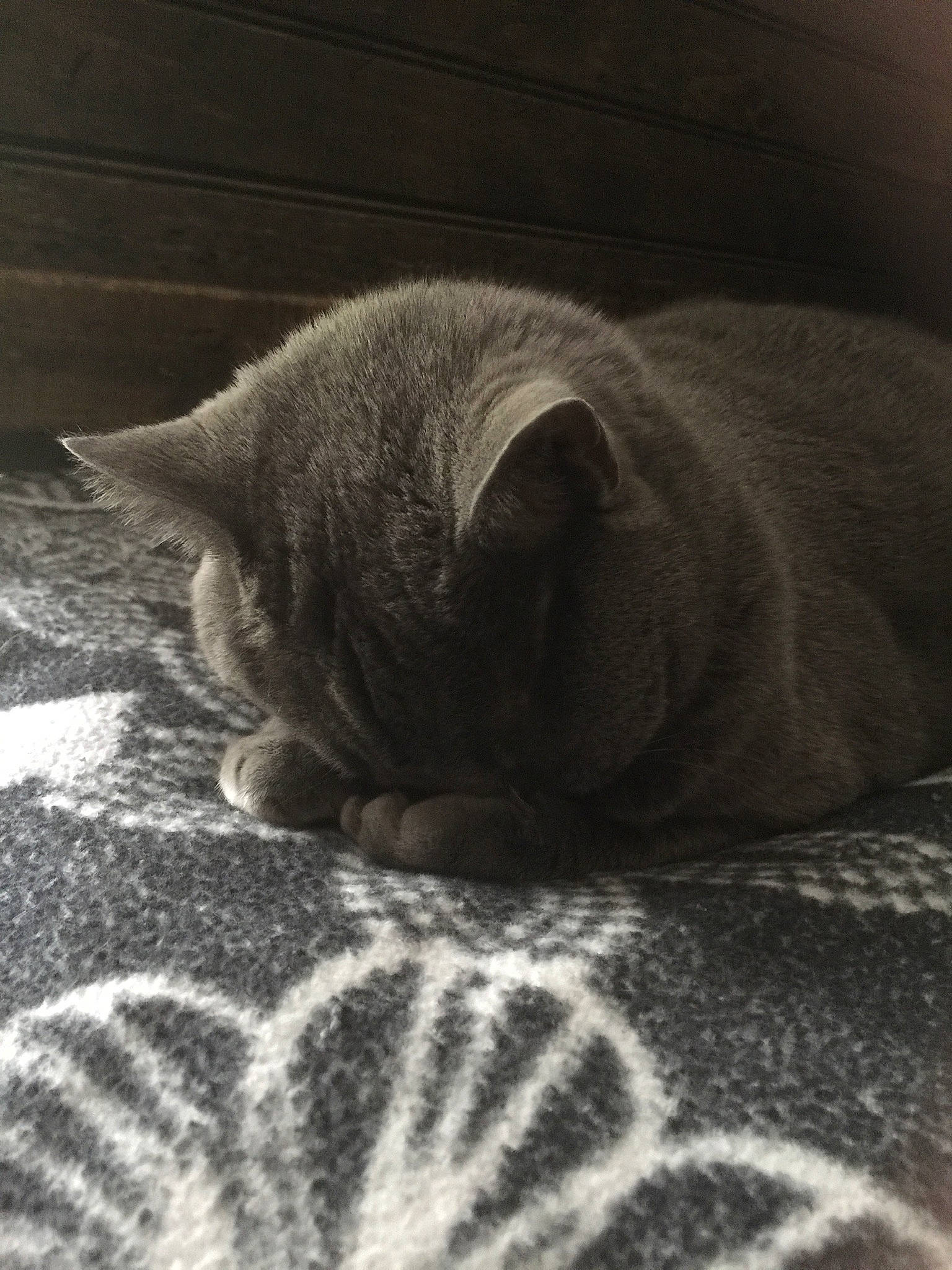 Ling-ling joined the competition — help win amazing prizes! american_shorthair, asian, black_and_white, british_shorthair, carnivore, cat, chartreux, comfort, domestic_short_haired_cat, european_shorthair, fawn, felidae, kitten, mammal, nap, russian_blue, sleep, small_to_medium_sized_cats, snout, whiskers