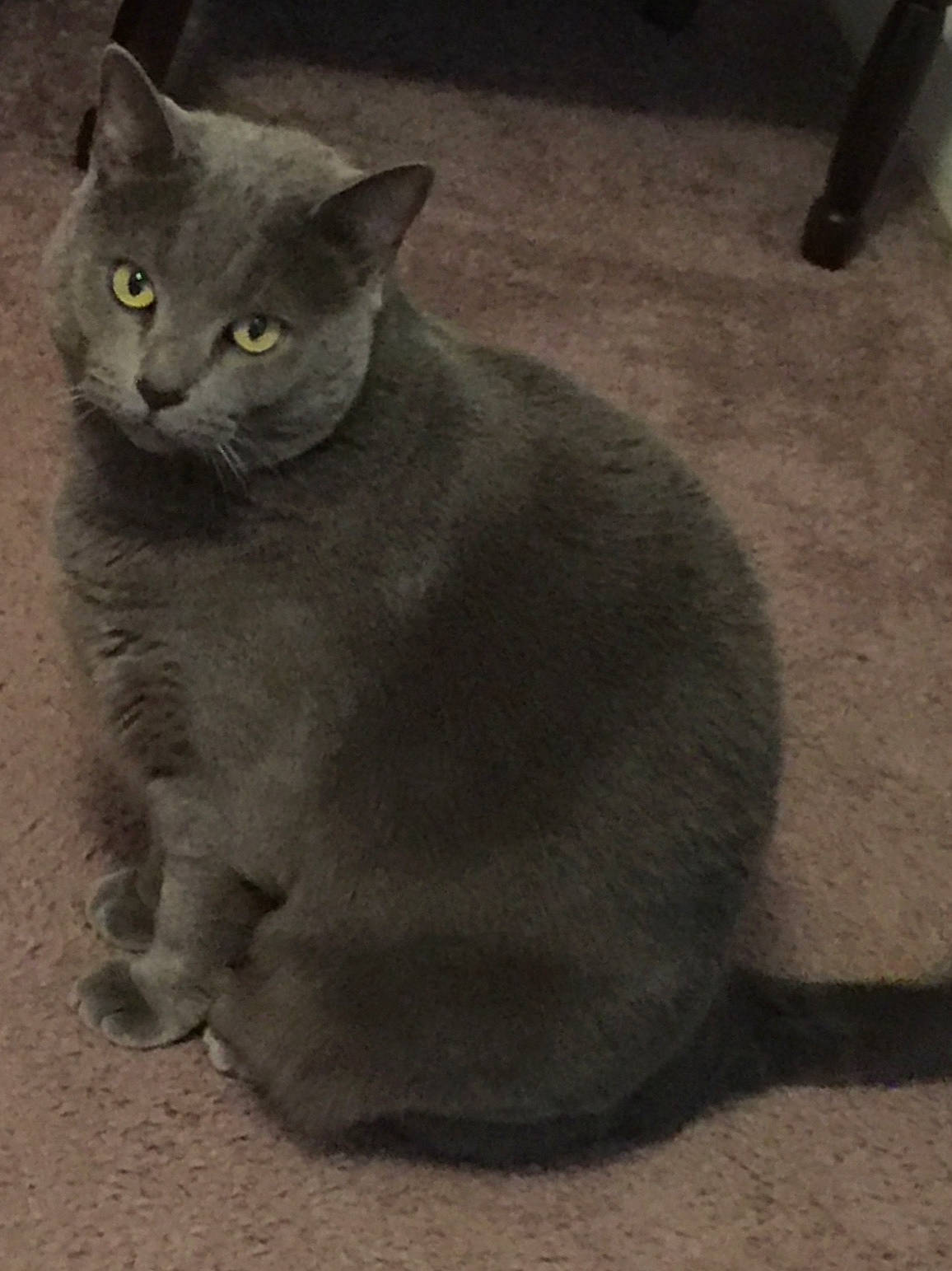 Ling-ling joined the competition — help win amazing prizes! asian, british_shorthair, burmese, carnivore, cat, chartreux, domestic_short_haired_cat, european_shorthair, felidae, korat, mammal, nebelung, russian_blue, small_to_medium_sized_cats, snout, tail, vertebrate, whiskers