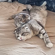 Bébé Loup participe au concours pour gagner de l'argent avec cette photo : cat, kitten, bed, blanket, fur, animal, pet, domestic_animal, sleeping, resting, cozy, cute, striped, gray, white, paw, whiskers, indoor, relaxation, laying_down