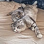 cat, kitten, bed, blanket, fur, animal, pet, domestic_animal, sleeping, resting, cozy, cute, striped, gray, white, paw, whiskers, indoor, relaxation, laying_down