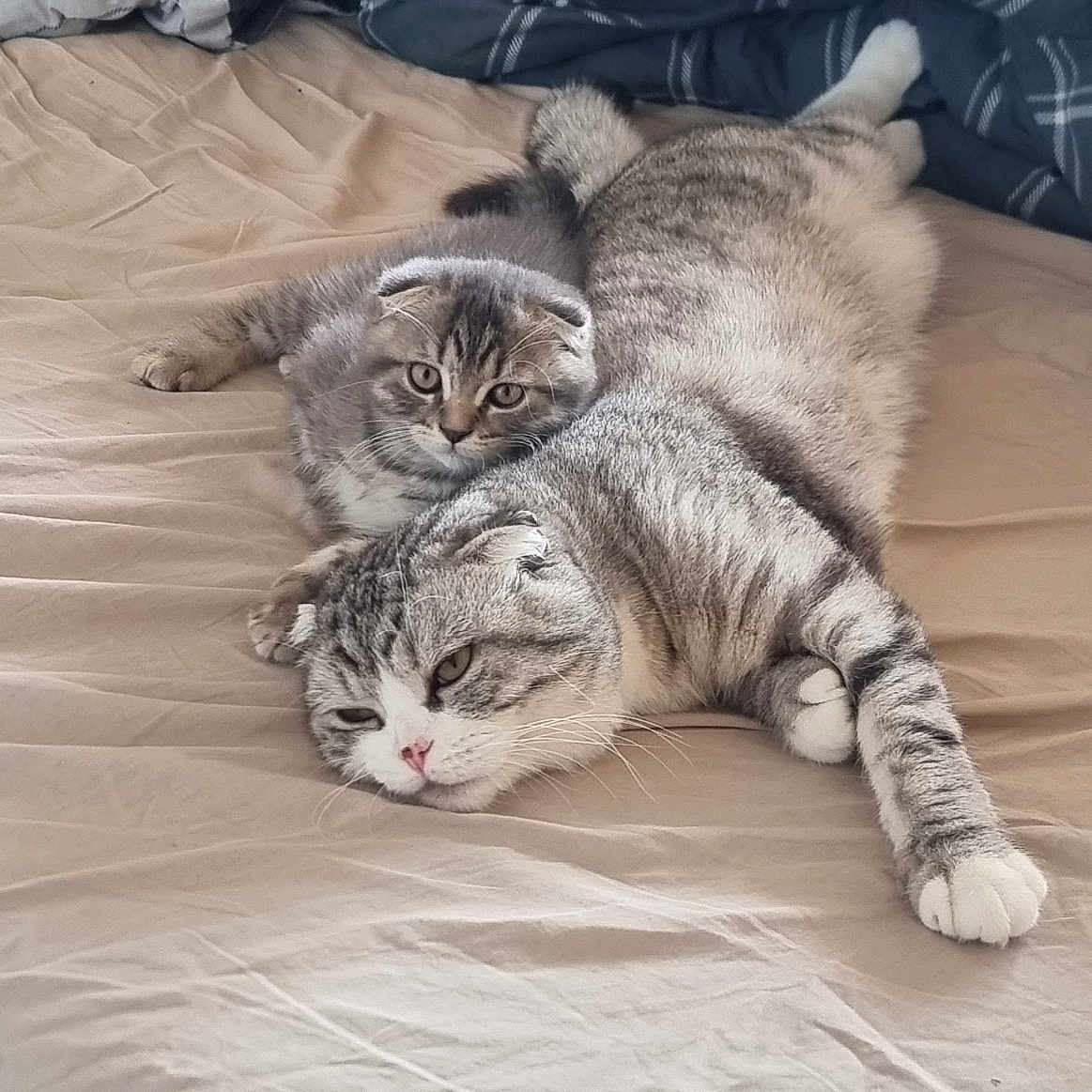 Bébé Loup participe au concours pour gagner de l'argent avec cette photo : animal, bed, blanket, cat, cozy, cute, domestic_animal, fur, gray, indoor, kitten, laying_down, paw, pet, relaxation, resting, sleeping, striped, whiskers, white