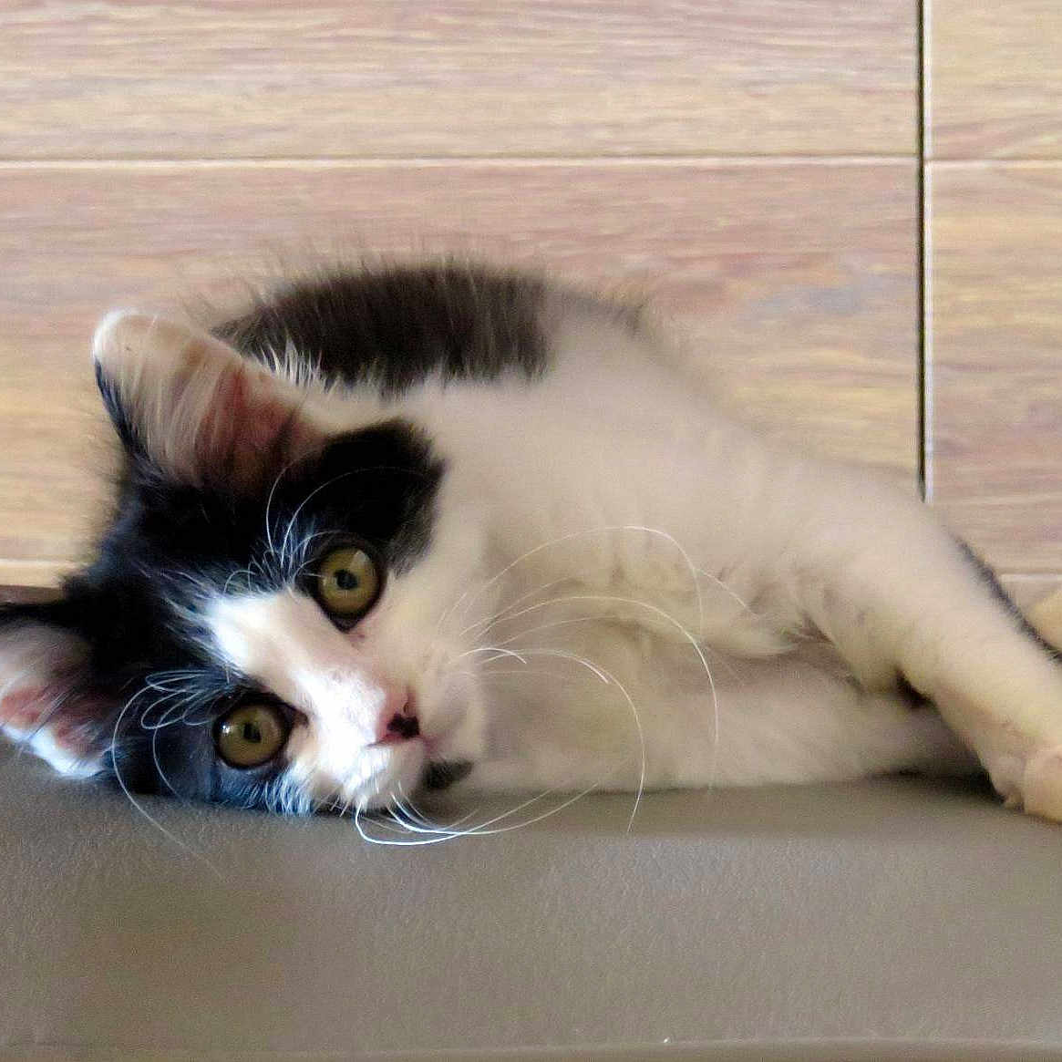 Lutti