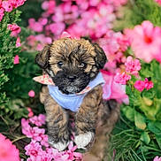 Princess is registered to the contest to win money with this photo: puppy, dog, flower, pink_flower, garden, cute, fluffy, pet, outdoor, nature, greenery, animal, young_dog, portrait, small_dog, adorable, pink_bow, closeup, spring, colorful