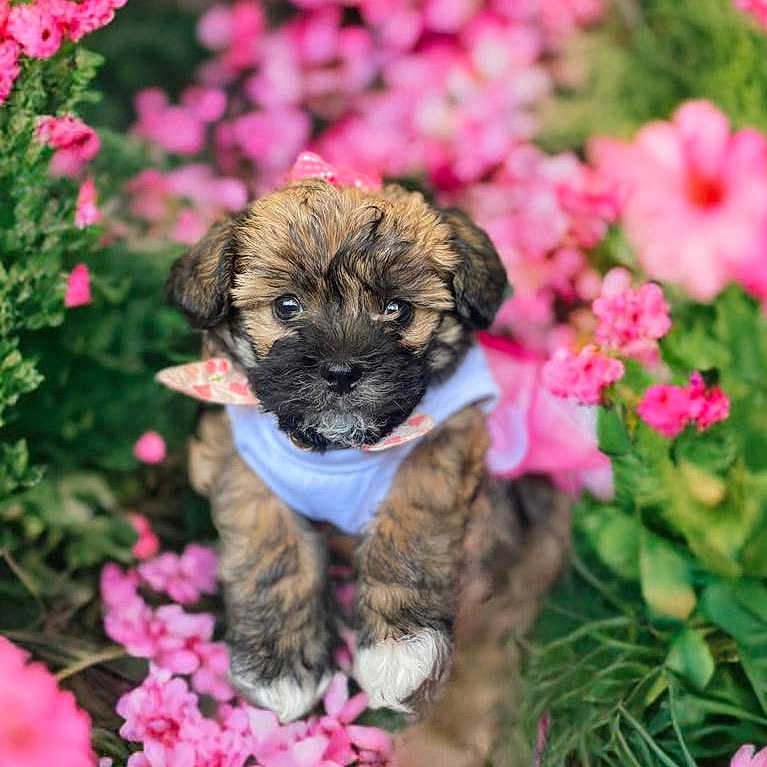 Princess is registered to the contest to win money with this photo: adorable, animal, closeup, colorful, cute, dog, flower, fluffy, garden, greenery, nature, outdoor, pet, pink_bow, pink_flower, portrait, puppy, small_dog, spring, young_dog
