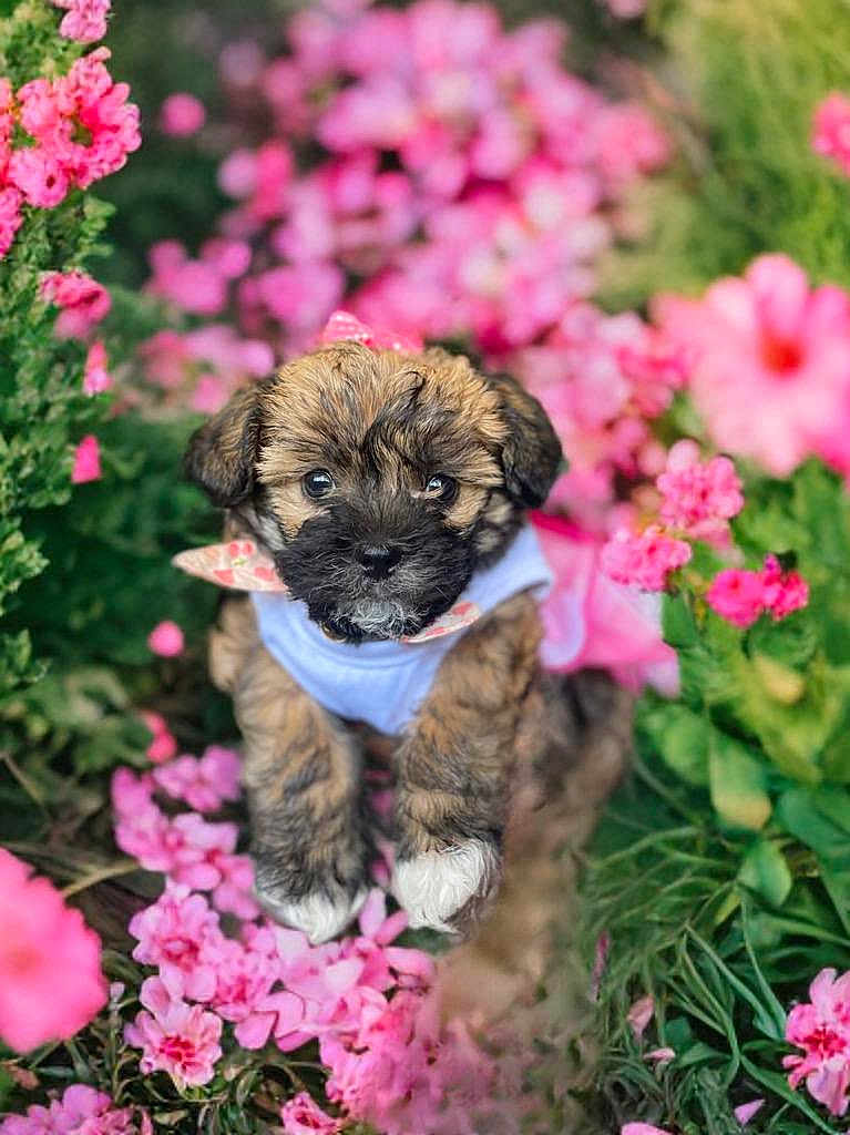 Princess is registered to the contest to win money with this photo: puppy, dog, flower, pink_flower, garden, cute, fluffy, pet, outdoor, nature, greenery, animal, young_dog, portrait, small_dog, adorable, pink_bow, closeup, spring, colorful