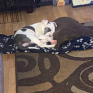 Lulu is registered to the contest to win money with this photo: animal, black_and_white, blanket, brown, carpet, cozy, decor, dog, furniture, home, indoor, living_room, pet, photograph, picture_frame, pillow, resting, shelving_unit, sleeping, wood_floor
