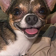 Roc is registered to the contest to win money with this photo: dog, close_up, tongue_out, happy, pet, ears, brown, white, fur, snout, paw, blanket, indoor, cozy, cute, animal, companion, portrait, smiling, friendly