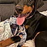 Buffy a rejoint le concours — aidez-le/la à gagner de superbes lots ! dog, doberman, puppy, tongue_out, scarf, couch, blanket, indoor, pet, happy, playful, canine, fur, ears, animal, resting, closeup, black_and_tan, paw, companion