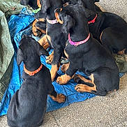 Buffy participe au concours pour gagner de l'argent avec cette photo : puppies, dogs, black_and_tan, collars, group, sitting, blue_tarp, outdoor, concrete, young_animals, pets, fur, cute, playful, companions, animal_group, attention, close_together, looking_away, floor
