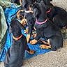 puppies, dogs, black_and_tan, collars, group, sitting, blue_tarp, outdoor, concrete, young_animals, pets, fur, cute, playful, companions, animal_group, attention, close_together, looking_away, floor