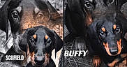 Buffy a rejoint le concours — aidez-le/la à gagner de superbes lots ! doberman, puppy, dog, animal, cute, black_and_tan, outdoor, pets, face, ears, eyes, fur, young, canine, two_puppies, portrait, sitting, ground, curious, pet_names