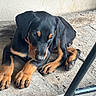 puppy, dog, black, tan, paws, ears, floor, concrete, resting, young, pet, animal, cute, closeup, indoor, texture, sleepy, adorable, fur, lying_down
