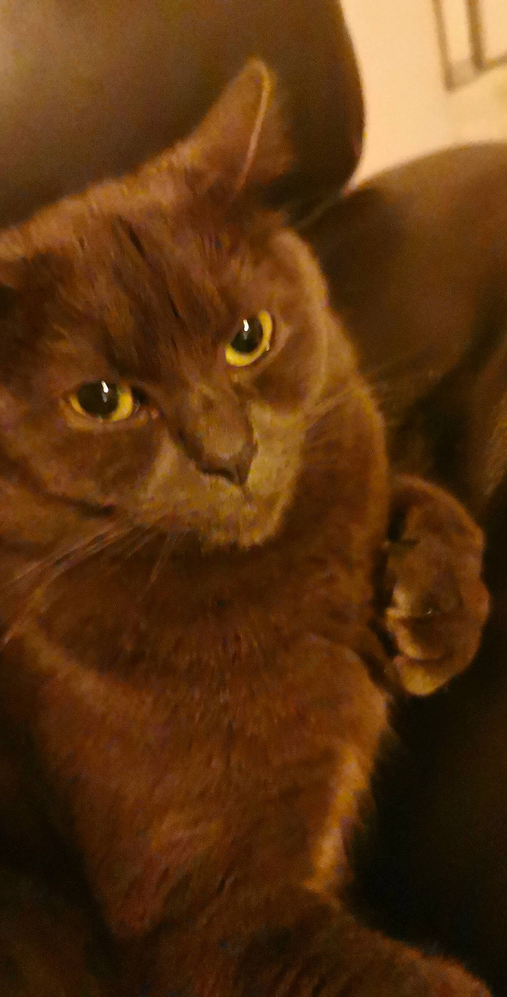 Pablo a rejoint le concours — aidez-le/la à gagner de superbes lots ! black_cat, carnivore, cat, close_up, domestic_short_haired_cat, ear, fawn, felidae, fur, small_to_medium_sized_cats, snout, street_light, tail, terrestrial_animal, whiskers, wildlife