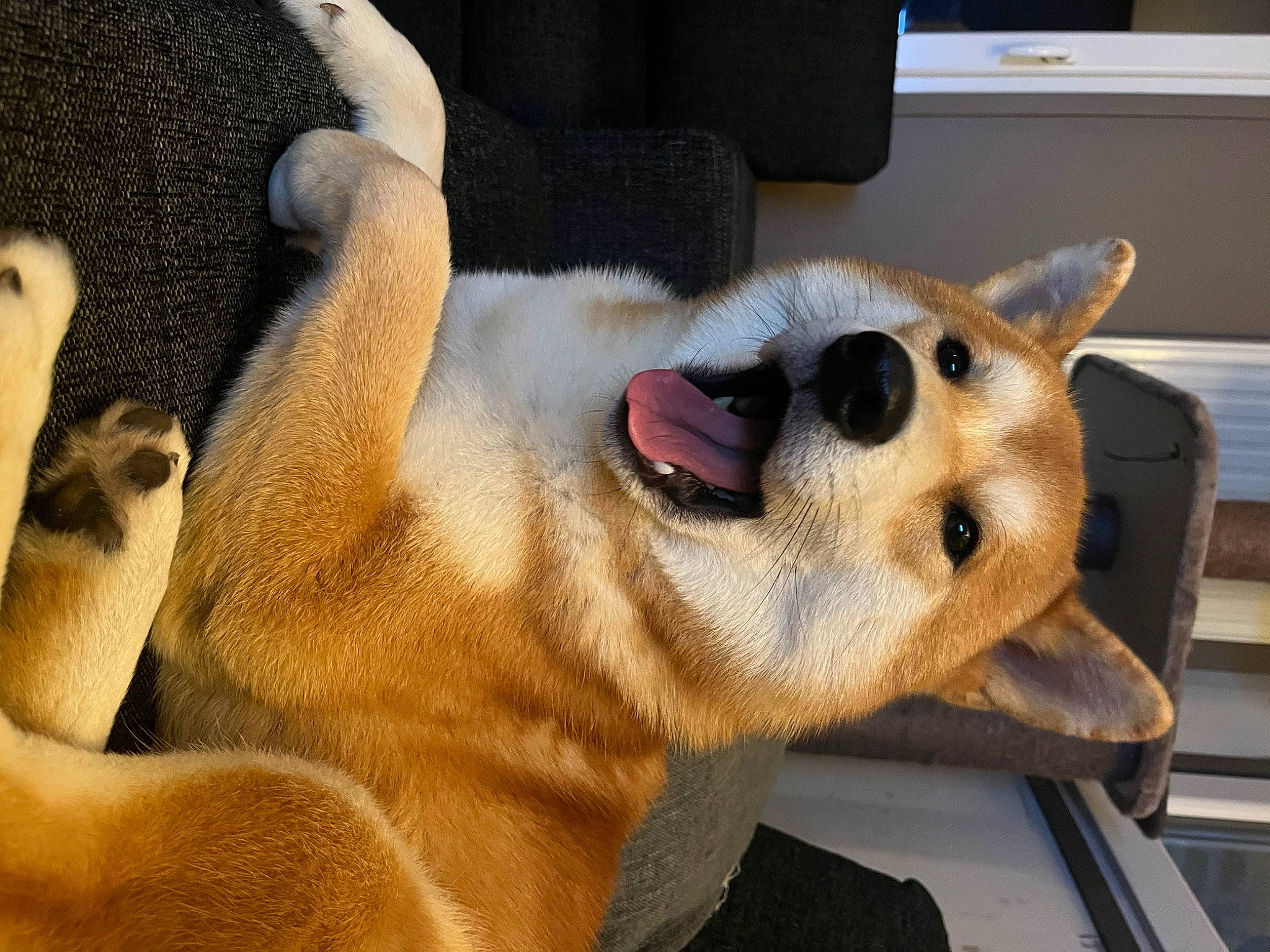 Link participe au concours pour gagner de l'argent avec cette photo : canidae, carnivore, collar, comfort, companion_dog, dog, dog_breed, dog_collar, dog_supply, fawn, foot, fur, jaw, paw, pet_supply, snout, sporting_group, whiskers, window, working_animal