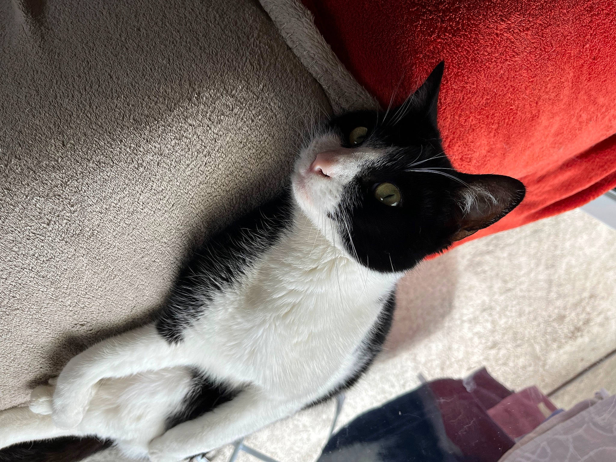 Nibbler a rejoint le concours — aidez-le/la à gagner de superbes lots ! carmine, carnivore, cat, claw, comfort, domestic_short_haired_cat, felidae, foot, fur, grey, human_leg, nap, paw, small_to_medium_sized_cats, square, tail, tints_and_shades, whiskers