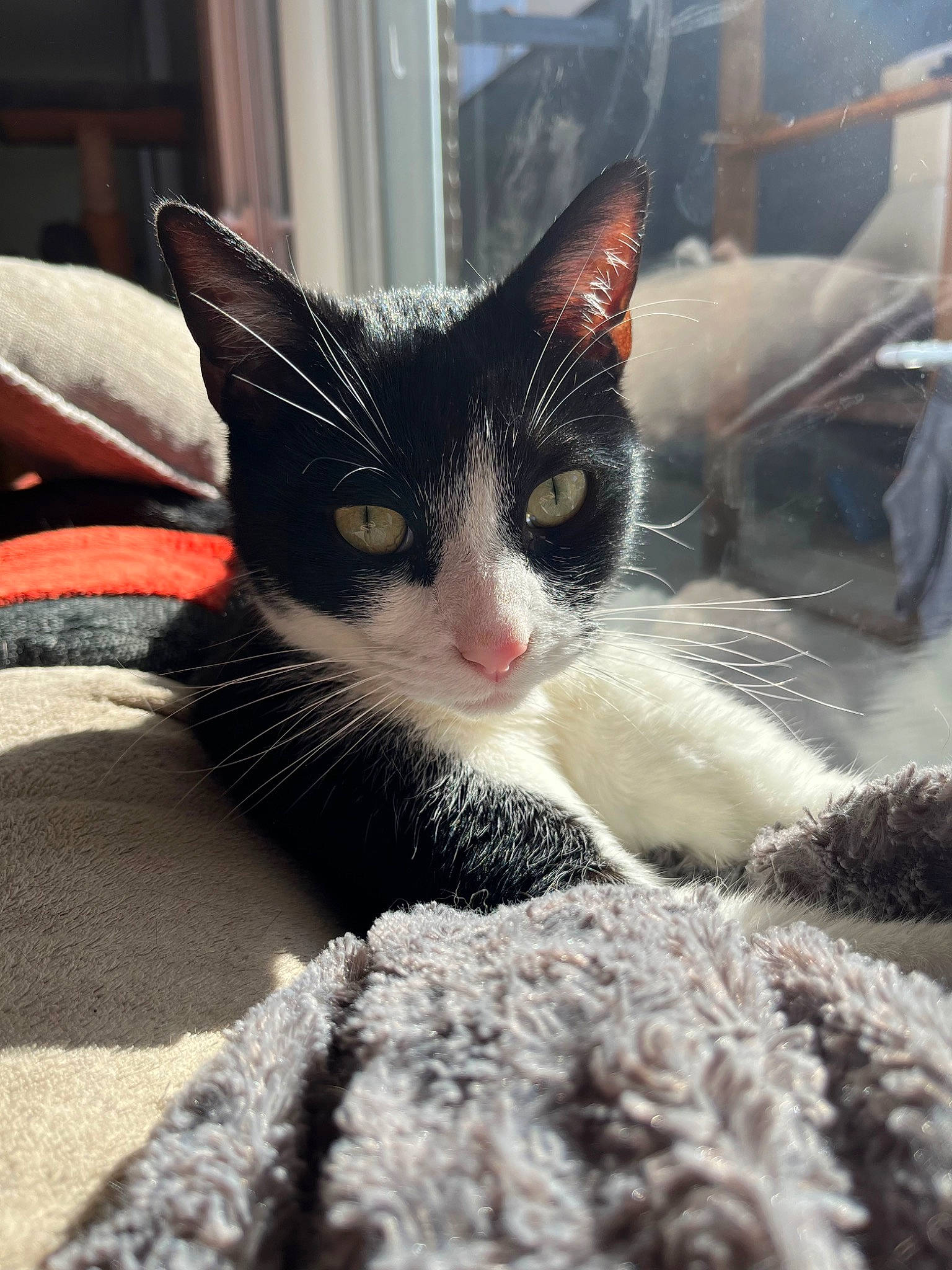 Nibbler participe au concours pour gagner de l'argent avec cette photo : carnivore, cat, claw, close_up, comfort, domestic_short_haired_cat, eye, felidae, foot, fur, human_leg, nap, paw, small_to_medium_sized_cats, snout, tail, tree, whiskers, window