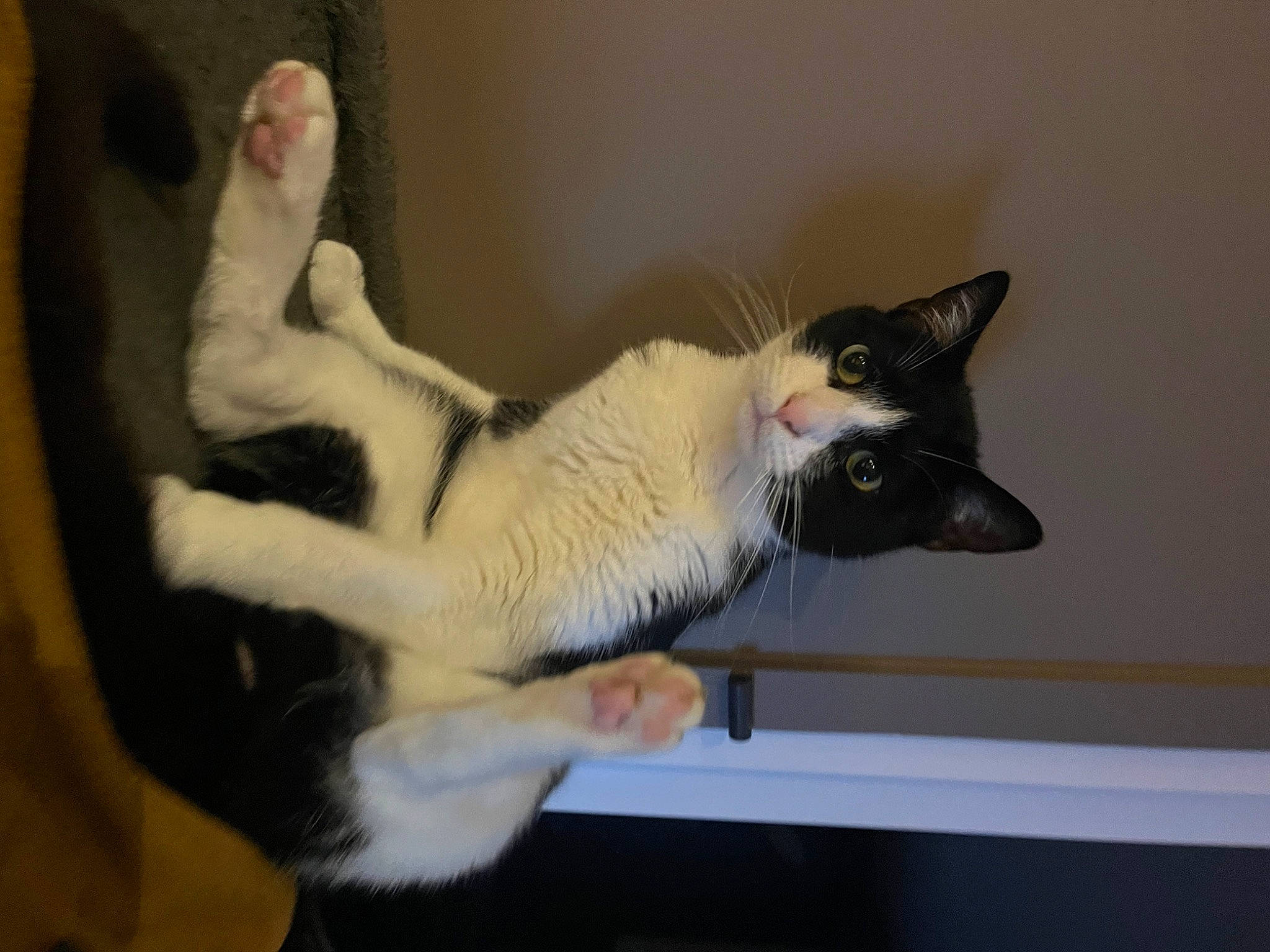 Nibbler a rejoint le concours — aidez-le/la à gagner de superbes lots ! carnivore, cat, domestic_short_haired_cat, fawn, felidae, fur, paw, room, small_to_medium_sized_cats, snout, tail, thai, whiskers