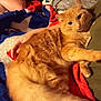 animal, arm, blanket, cat, closeup, comfort, cozy, cute, domestic, fluffy, fur, home, indoor, orange_cat, person, pet, relaxed, resting, snacks, stretching