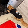 animal, bed, bin, cat, clothing, container, costume, curious, domestic, floor, furniture, household_items, indoor, orange_cat, orange_fur, pet, skeleton_outfit, soap_bottle, towel, wall