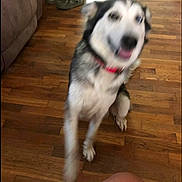 Dixie joined the competition — help win amazing prizes! dog, blur, motion, wooden_floor, indoor, pet, canine, collar, furniture, couch, shoes, floor, house, animal, playful, excited, domestic, living_room, paw, motion_blur