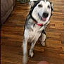 dog, blur, motion, wooden_floor, indoor, pet, canine, collar, furniture, couch, shoes, floor, house, animal, playful, excited, domestic, living_room, paw, motion_blur