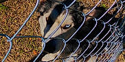 Dixie joined the competition — help win amazing prizes! dog, husky, chain_link_fence, grass, outdoor, sunlight, shadow, metal, pet, animal, heterochromia, curious, canine, daylight, nature, fence, looking, close_up, guard, eyes
