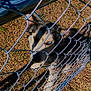 dog, husky, chain_link_fence, grass, outdoor, sunlight, shadow, metal, pet, animal, heterochromia, curious, canine, daylight, nature, fence, looking, close_up, guard, eyes