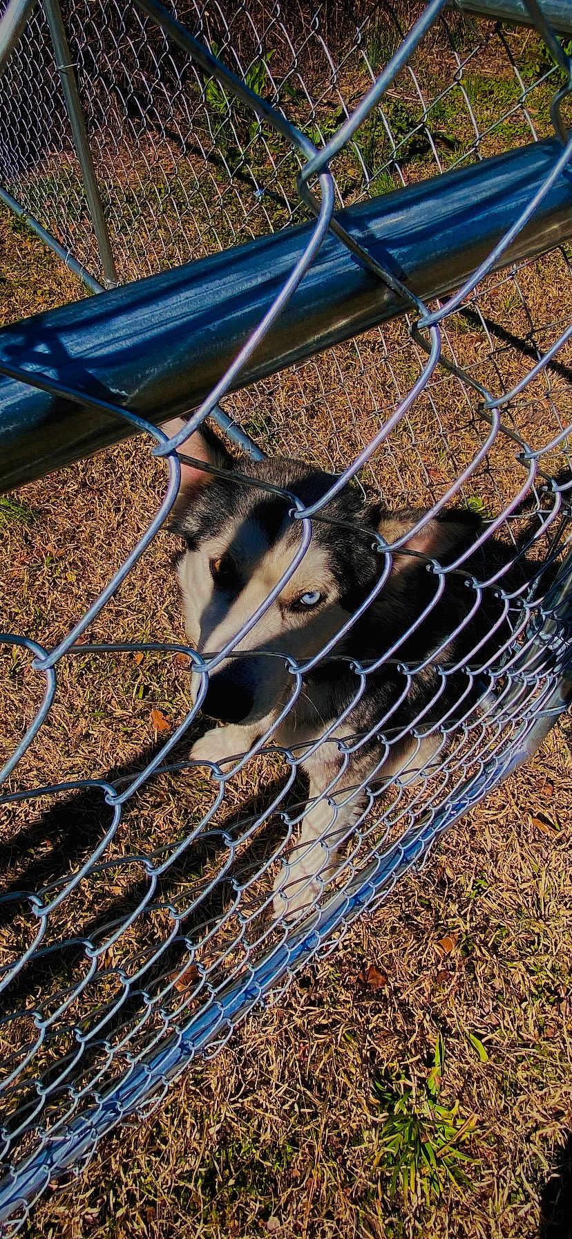 Dixie