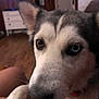 Dixie joined the competition — help win amazing prizes! dog, husky, closeup, heterochromia, indoor, pet, paw, fur, canine, brown_eye, blue_eye, face, animal, curious, wood_floor, furniture, living_room, domestic, companion, portrait