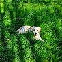 dog, golden_retriever, puppy, grass, outdoor, greenery, sunlight, shadow, nature, animal, pet, cute, lying_down, tongue_out, summer, field, young_dog, canine, portrait, relaxing