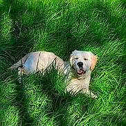 Plume a rejoint le concours — aidez-le/la à gagner de superbes lots ! dog, puppy, golden_retriever, grass, greenery, outdoor, nature, sunlight, pet, canine, animal, laying, relaxed, happy, summer, daylight, fur, mammal, cute, playful