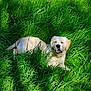 dog, puppy, golden_retriever, grass, greenery, outdoor, nature, sunlight, pet, canine, animal, laying, relaxed, happy, summer, daylight, fur, mammal, cute, playful