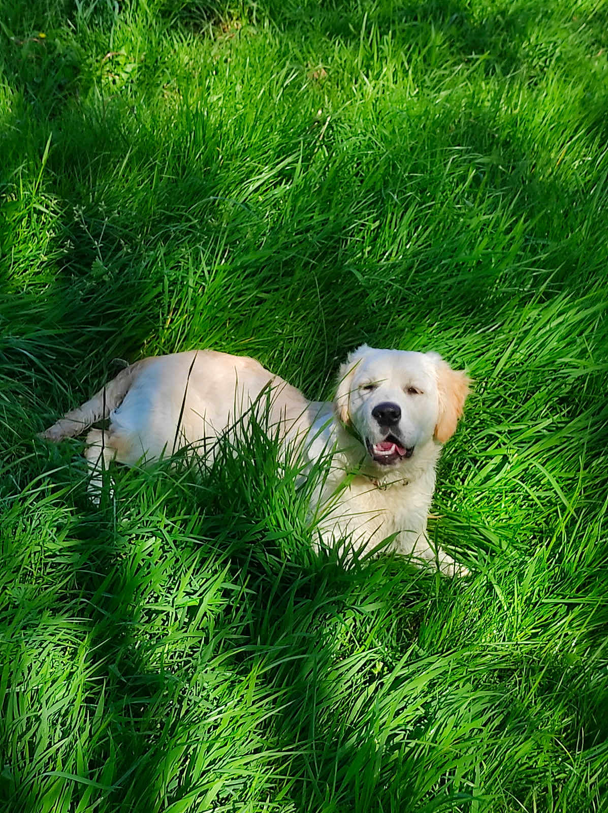 Plume a rejoint le concours — aidez-le/la à gagner de superbes lots ! dog, puppy, golden_retriever, grass, greenery, outdoor, nature, sunlight, pet, canine, animal, laying, relaxed, happy, summer, daylight, fur, mammal, cute, playful