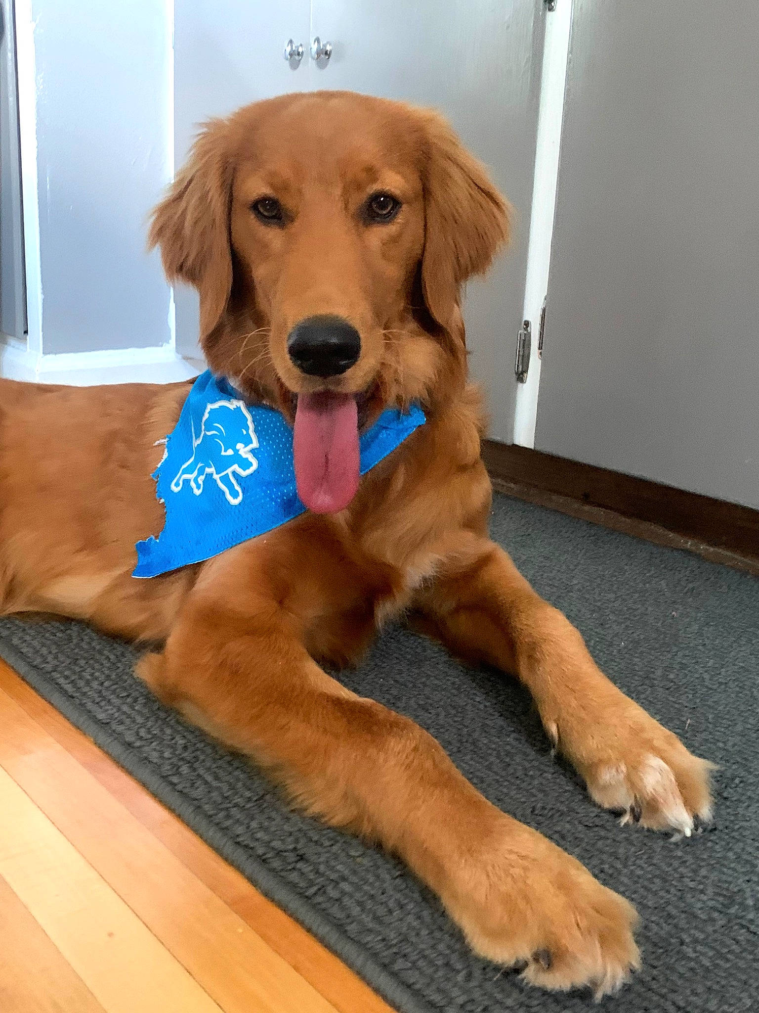 Luca joined the competition — help win amazing prizes! canidae, carnivore, chair, companion_dog, dog, dog_breed, dog_supply, fawn, flooring, gun_dog, hardwood, liver, pet_supply, plank, snout, sporting_group, varnish, wood, wood_stain, working_animal