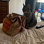 Juno is registered to the contest to win money with this photo: tabby_cat, cat, bed, burger_king_bag, straw, remote_control, dresser, clothes, chair, room, indoor, furniture, curious, brown, striped, paper_bag, quilt, door, light_switch, casual