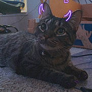 Juno is registered to the contest to win money with this photo: cat, tabby_cat, indoor, carpet, furniture, box, digital_overlay, purple_horns, hearts, pet, animal, relaxed, whiskers, collar, cute, playful, mischievous, floor, domestic_animal, resting