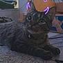 cat, tabby_cat, indoor, carpet, furniture, box, digital_overlay, purple_horns, hearts, pet, animal, relaxed, whiskers, collar, cute, playful, mischievous, floor, domestic_animal, resting