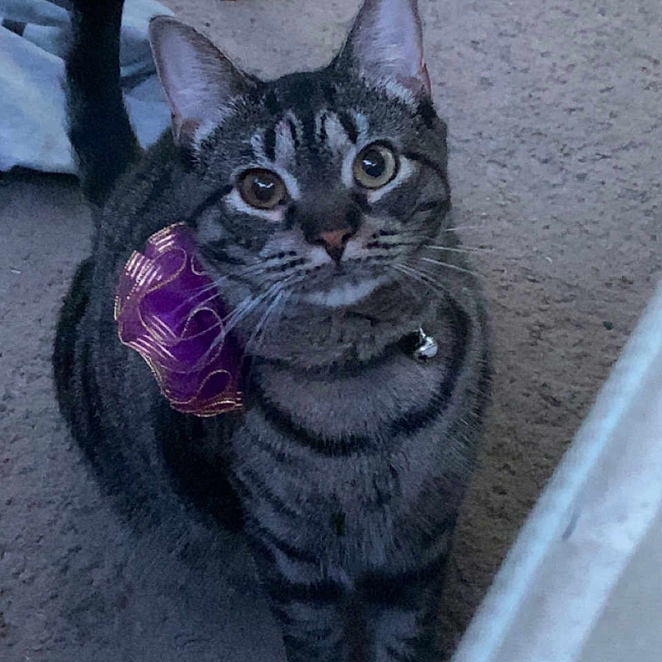 Juno joined the competition — help win amazing prizes! animal, bow, carpet, cat, collar, curious, cute, domestic, ears, feline, floor, indoor, looking_up, pet, purple, striped, tabby, tail, whiskers, wooden_chair