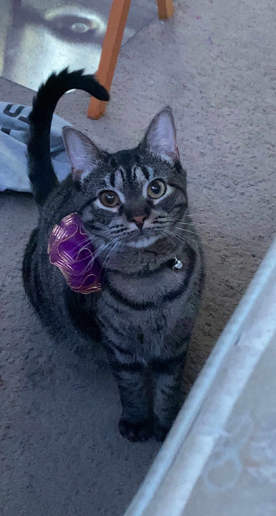 Juno joined the competition — help win amazing prizes! cat, tabby, pet, animal, feline, collar, bow, purple, carpet, indoor, looking_up, whiskers, ears, tail, wooden_chair, floor, domestic, cute, curious, striped