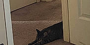 Juno joined the competition — help win amazing prizes! cat, tabby, carpet, door, indoor, hallway, animal, pet, feline, resting, stretched_out, doorframe, floor, quiet, cozy, home, relaxed, sleepy, brown, striped