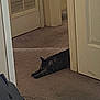 cat, tabby, carpet, door, indoor, hallway, animal, pet, feline, resting, stretched_out, doorframe, floor, quiet, cozy, home, relaxed, sleepy, brown, striped