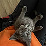 kitten, cat, gray_cat, pet, collar, jewelry, bling, orange_shirt, human_lap, indoor, hardwood_floor, whiskers, big_eyes, playful, paws, fur, cozy, portrait, close_up, adorable