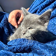 Binx is registered to the contest to win money with this photo: kitten, cat, gray_cat, pet, blanket, blue_blanket, whiskers, fur, ears, eyes, human_hand, hand, cozy, sunlight, closeup, portrait, car_interior, seat, soft_texture, relaxed